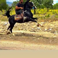 برکت مادیان برنگ زیبای مشکی ۵نشان.۵ساله