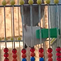 سهره قناری