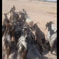 بز درجه یک