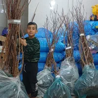 نهال زردالو تخم گردی و الوچه فقط ۶۰ تومن درخت