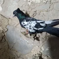 کله ای|پرنده|مسجد سلیمان, |دیوار