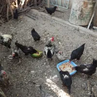مرغ و خروس وجوجه محلی