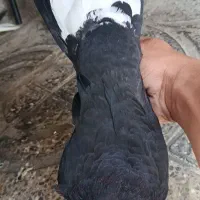 کبوتر|پرنده|ایلام, |دیوار