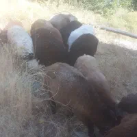 باسلام ۱۲عددبره نر چاق