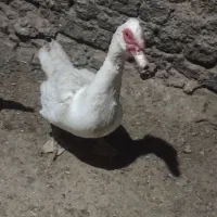 مرغابی اسرائیل نر وقوغاز و غاز