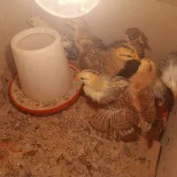 8عدد جوجه اصل محلی