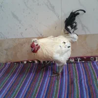 مرغ|حیوانات مزرعه|سراب, |دیوار