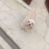 سگ پاکوتاه تربیت شده وخانگی