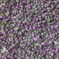 گل محمدی|گل و گیاه طبیعی|آشخانه, |دیوار