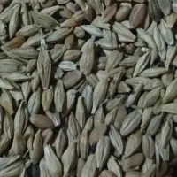 فروش گندم وجو قاطی