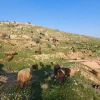 فروش تعدادی میش و بره معاوضه با وانت