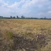شالیزار-2100-متری-جاده-کیاکلا-کوشیکلا-پول-نیاز