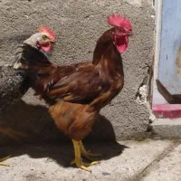 دو خروس دورگه درجه یک