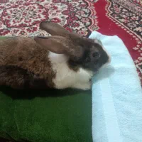 فروش خرگوش