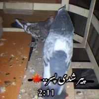 کبوتر گم شده