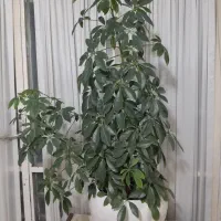 دوعددگل سالم وسرحال