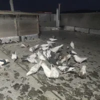 فروش فوری کبوتر کاشانی