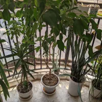 گل \بنژامین آلورا یوکا آلویه/ سالم و شاداب
