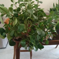 گل و گیاه|گل و گیاه طبیعی|اندیشه, اندیشه فاز ۵|دیوار