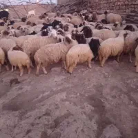 بره|حیوانات مزرعه|هندمینی, |دیوار