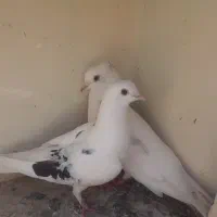 کفتر پرشی برا جوجه کشی عالی هست