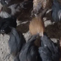 نوچه خروس