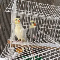 عروس هلندی