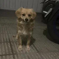 واگذاری پامر اشپیتز