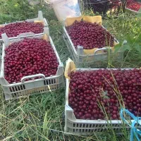 آلبالو درجه یک، دست‌چین باغی  ارسال مستقیم از باغ