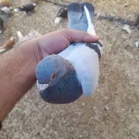 یک جفت قجله چوویک عددقجله قرمز