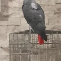 گمشده کاکتوس دم سرخ