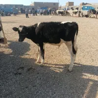 فروش گوساله نر هلشتاین