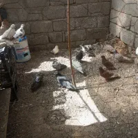 کفترپرشی