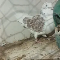 نر پشت دار سرخ