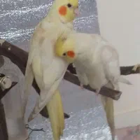 عروس