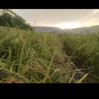 زمین ینگی کند