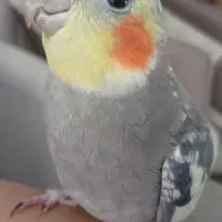 عروس هلندی گمشده