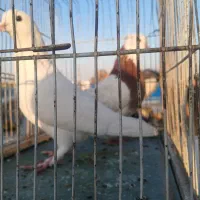 طوقی باسفید