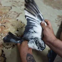 کفتر کبوتر پلنگی گرفتنی