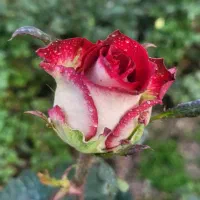 بوته گل رز هلندی