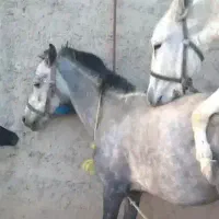 الاغ جهت کشش مادیان