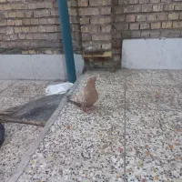 ماده طلایی