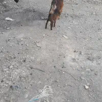 گوسفند ماده