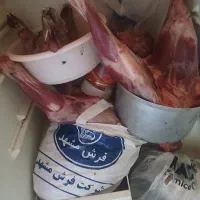 گوشت