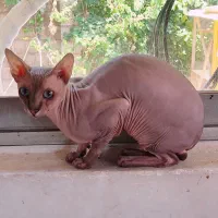 گربه اسفینکس نر صورتی