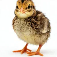 جوجه بلدرچین