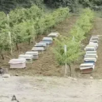 زنبور