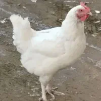 مرغ کرچ(کپ)