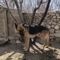 واگذاری سگ ژرمن وورک