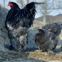 جوجه مرغ برهما